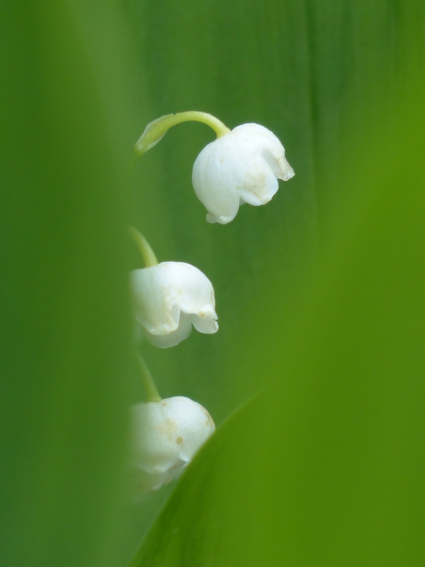 muguet (taureau)