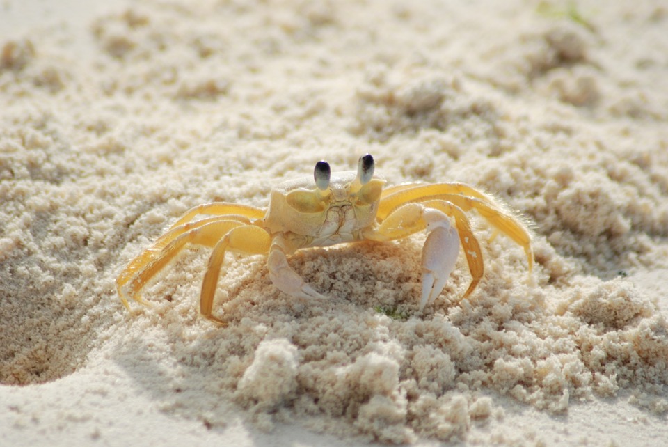 crab-215170_960_720