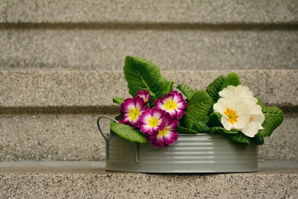primroses-2091757_960_720