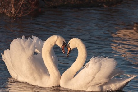 swans-2116649_960_720.jpg