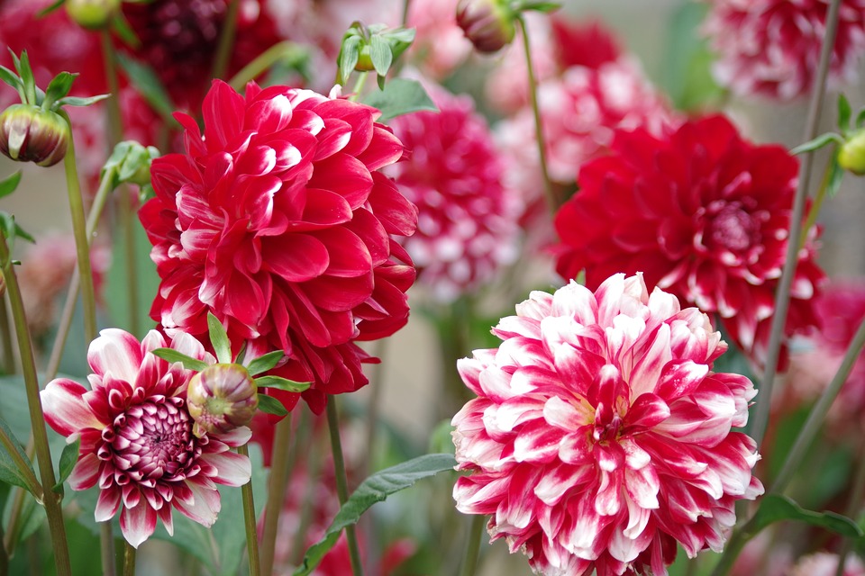 dahlias-3562634_960_720